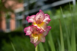 Purdue Technology Center of Southeast Indiana, Sensory Garden by Purdue Master Gardeners