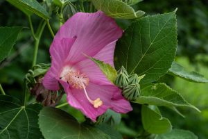 Purdue Technology Center of Southeast Indiana, Sensory Garden by Purdue Master Gardeners